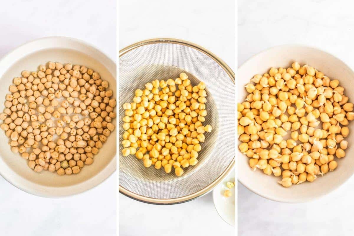 Each of the 3 stages of sprouting chickpeas.