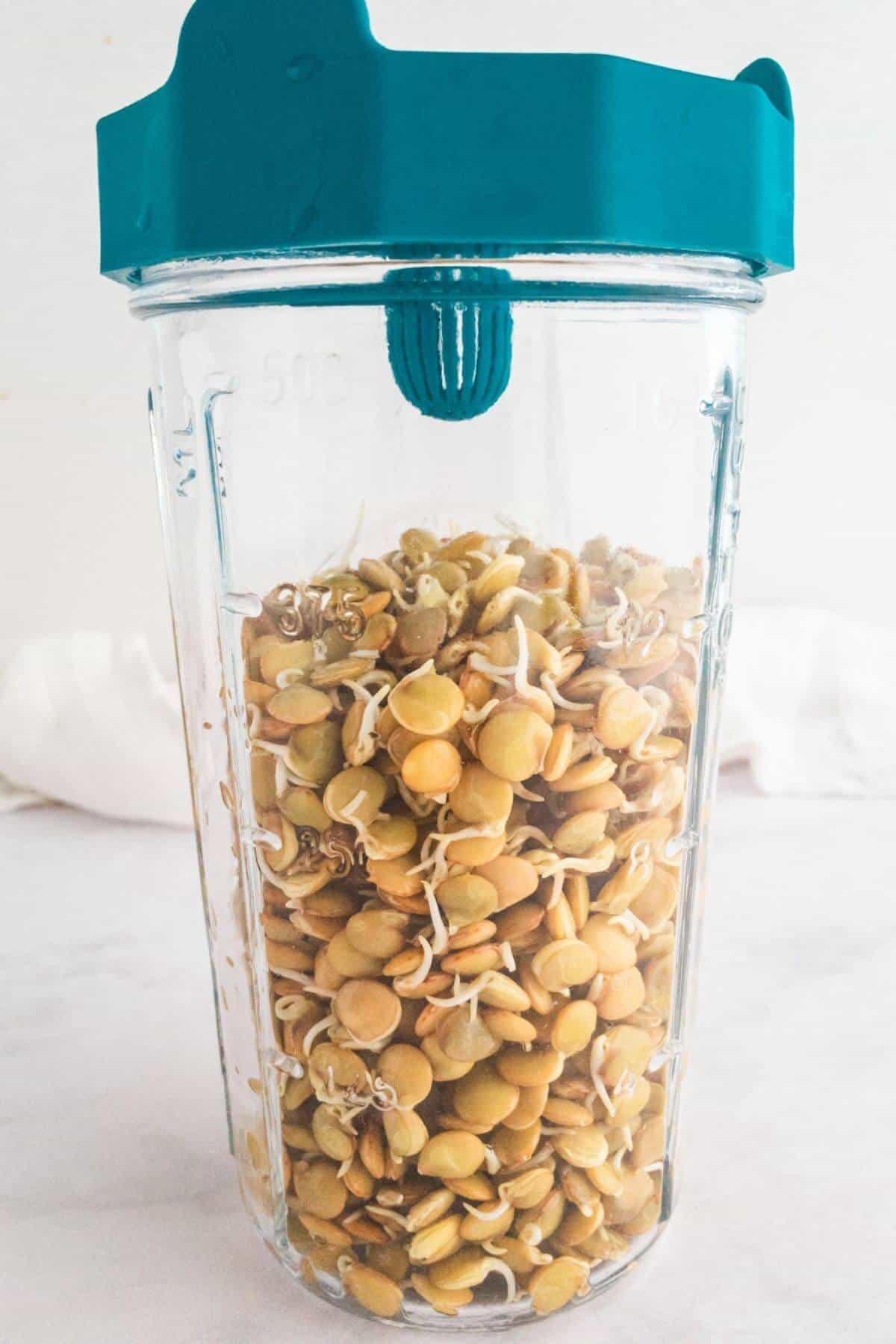 Lentils sprouting in a mason jar.