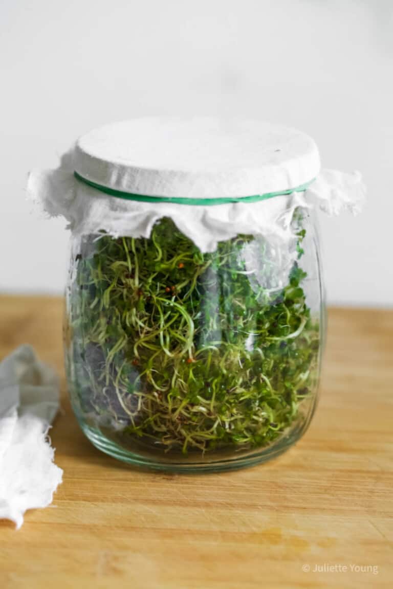 How to Grow Broccoli Sprouts (jar method)