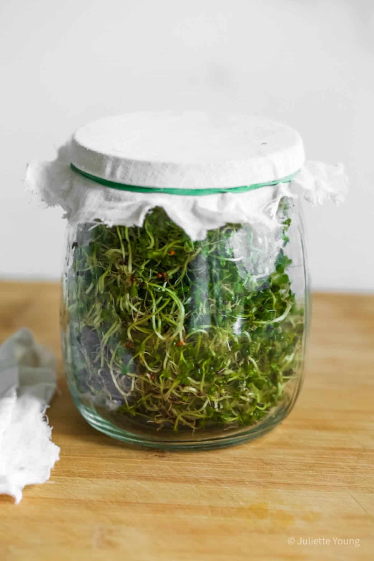 A jar filled with sprouts topped with a cheesecloth lid.