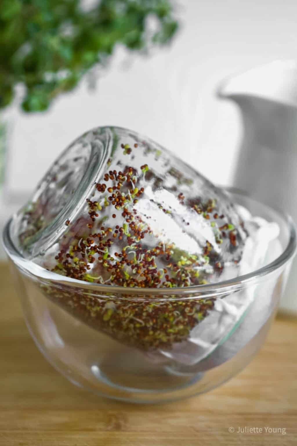 How to Grow Broccoli Sprouts (jar method)