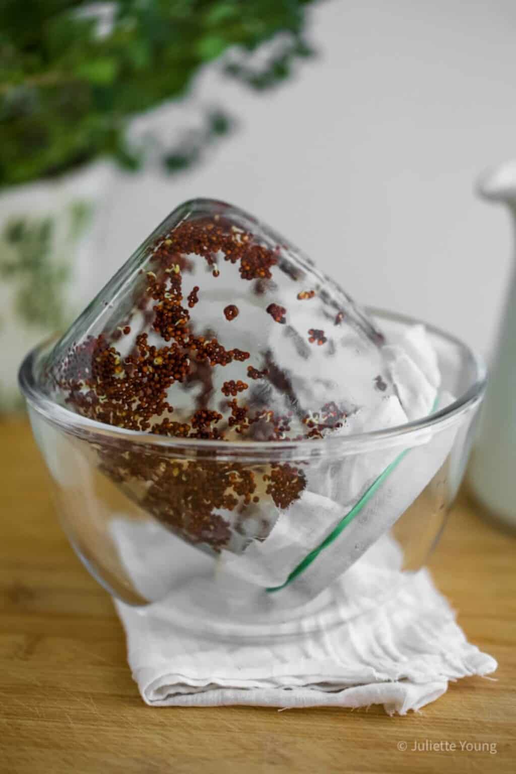 How to Grow Broccoli Sprouts (jar method)