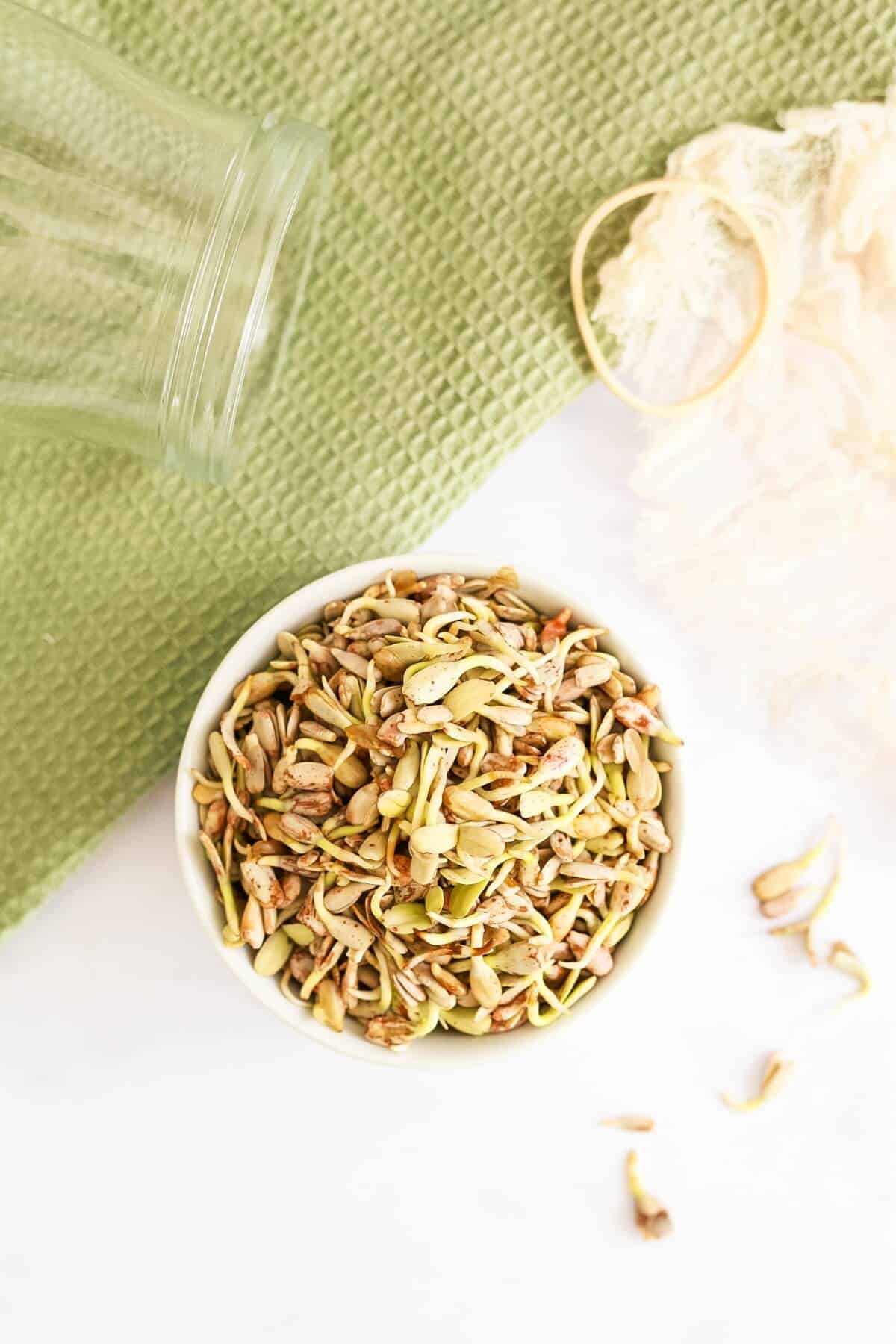 A small dish is filled with sunflower seed sprouts sitting on a white surface with a green kitchen towel, cheesecloth, rubber band and a jar.