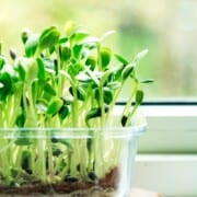 Sunflower microgreens growing in a glass dish by a window.